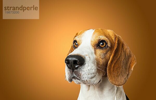 Schöner Beagle Hund vorbraunem Hintergrund. Studio schießen Blick nach oben  headshoot Porträt