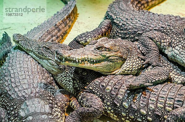 Mehrere Alligatorkrokodile gefährliche fleischfressende Reptilien aus der Nähe