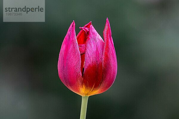 Nahaufnahme einer roten Tulpe isoliert mit einem grauen Bokehhintergrund