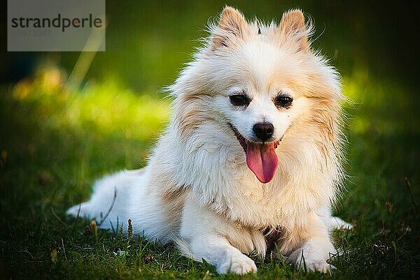 Pomeranian Spitz Hund im Freien liegend auf Gras Porträt. Platz zum Kopieren auf der linken Seite