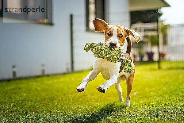 Beagle Hund Spaß im Garten im Freien laufen und springen mit Knoten Seil in Richtung Kamera