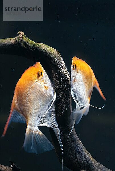 Ein Paar Gold Pterophyllum Scalare im Aquarium  ein gelber Skalar legt seine Eier ab. Rehe auf einem Holzast. Selektiver Fokus