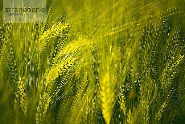 Grüner Weizen auf dem Feld im Frühling. Selektiver Fokus  flacher DOF Hintergrund. Pubescent Roggen Landwirtschaft Konzept