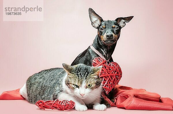 Cunning Miniatur Pinscher Welpe und unzufriedene Katze mit valentines Tag Dekor Nahaufnahme