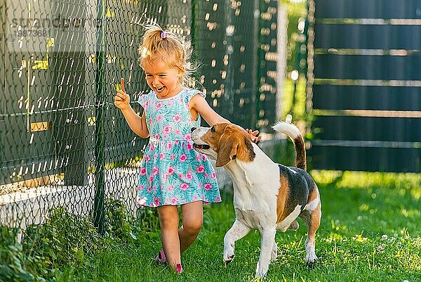 Baby Mädchen läuft mit Beagle Hund im Hinterhof im Sommer Tag. Haustier mit Kindern Konzept. Hund jagt 23 Jahre alt  läuft nach Leckerbissen