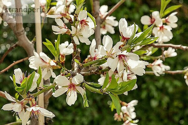 Blühende Blumen auf den Zweigen eines jungen Mandelbaums vor einem unscharfen grünen Hintergrund  selektiver Fokus