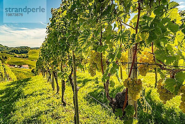 Weiße Trauben hängen an üppigen grünen Rebstöcken  Weinberg Hintergrund. Österreich  Südsteiermark. Selektiver Fokus Hintergrund