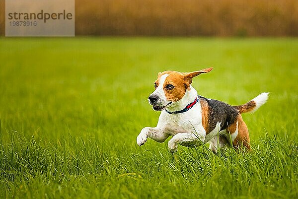 Glücklicher Beagle Hund läuft im Herbst im grünen Gras auf einem ländlichen Feld. Jagdhund Thema
