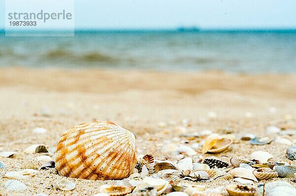 Helle große gestreifte Muschel mit einem anderen kleinen verschiedenen Muscheln in Quarzsand gegen das blaue Meer und Schiffe Silhouette am Horizont