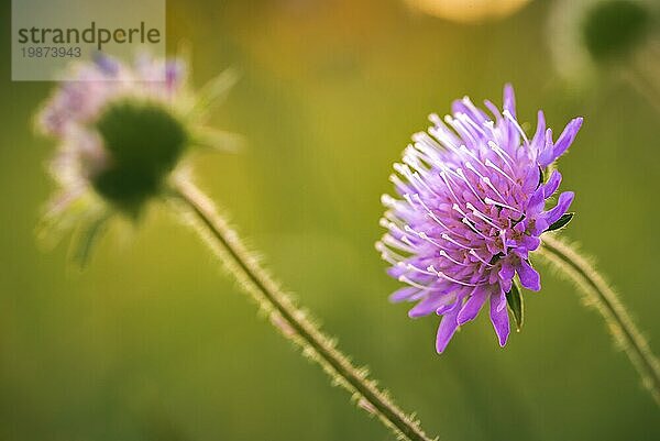 Wilde violette Iolet Blume im Gegenlicht auf einer Wiese im Licht des Sonnenuntergangs. Selektiver Fokus auf rosa Blume