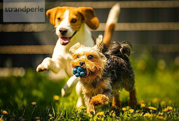 Niedlicher Yorkshire Terrier Hund läuft mit Beagle Hund auf Gras am sonnigen Tag. Um Hunde klein und mittel zusammen spielen. Hunde Hintergrund