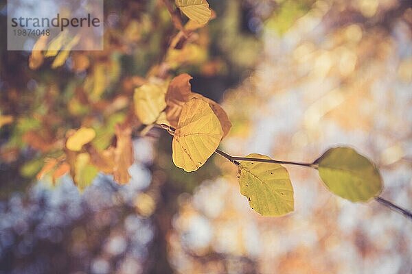 Bunte Blätter an einem Baum im Herbst  Parkflair und unscharfer Hintergrund