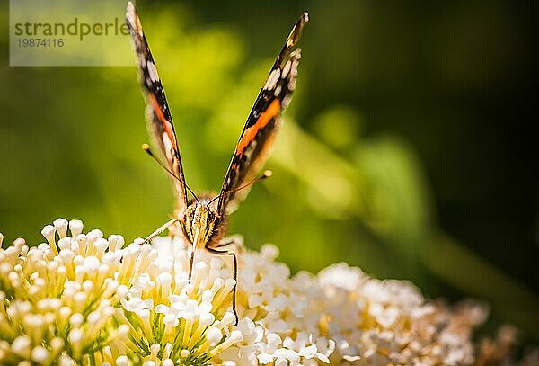 Nahaufnahme des Roten Admirals oder des Roten Admiral (Vanessa atalanta) Schmetterlings auf einer Blüte. Thema Bestäubungsinsekten  selektiver Fokus