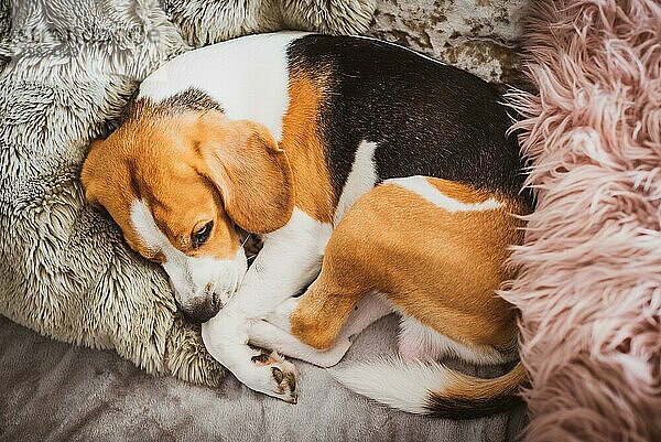 Hund schlafend auf einem Sofa Beagle Hund im Haus drinnen Hintergrund
