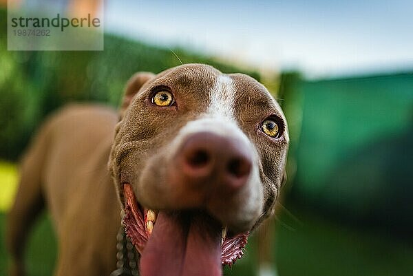 Nahaufnahme des Kopfes eines jungen Amstaff Hundes vor grünem Hintergrund im Sommergarten. Pitbull Thema