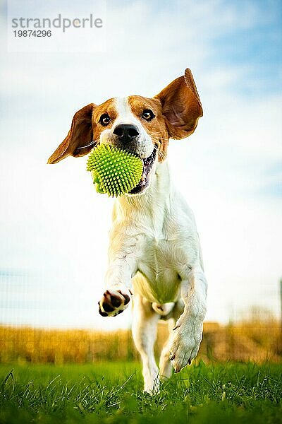 Porträt des schönen Hundes im Freien  läuft voller positiver Energie  apportiert einen Ball. Tier Hintergrund Thema
