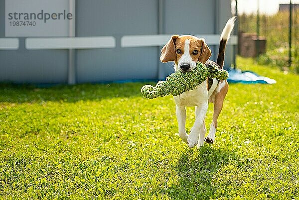 Beagle Hund Spaß im Garten im Freien laufen und springen mit Knoten Seil in Richtung Kamera. Sonniger Sommertag