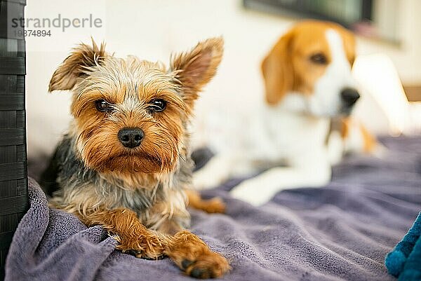 Liebenswerter Yorkshire Terrier auf dem Gartensofa mit Beagle Hund im Hintergrund. Kleiner Hund Porträt