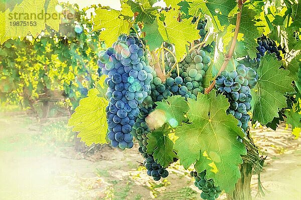 Weintrauben in einem sonnigen Weinberg kurz vor der Herbstlese  selektiver Fokus und natürliches Bokeh  mit Platz für Text