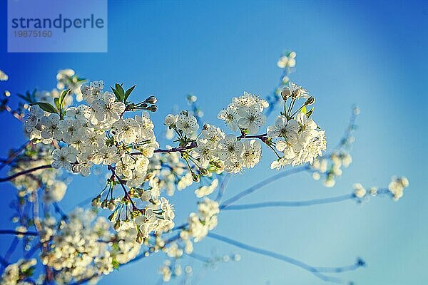 Zweig mit blühenden Blumen des Kirschbaums insagram sttile