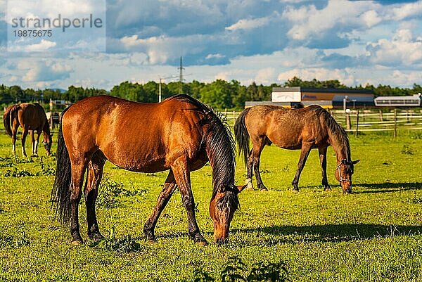 Drei schöne Pferde grasen in üppigen grünen sonnenbeschienenen Weide im Freien Sommer auf grünem Feld