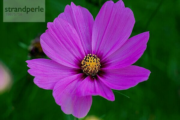 Makro Nahaufnahme eines violetten Blütenkopfes der Malve (Malva sylvetris) vor einem dunkelgrünen Bokehhintergrund