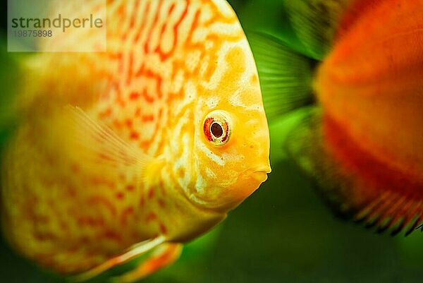 Bunte Fische aus der Gruppe der Diskusfische (Symphysodon) im Aquarium. Nahaufnahme  selektiver Fokus