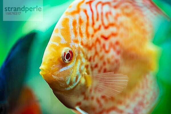 Bunte Fische aus der Gruppe der Diskusfische (Symphysodon) im Aquarium. Nahaufnahme  selektiver Fokus