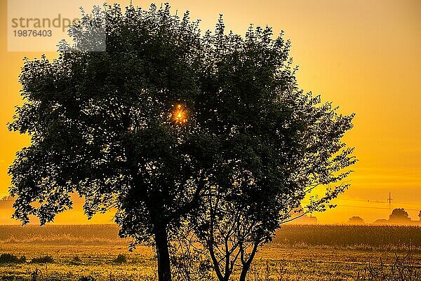 Baum im Sonnenuntergang auf einem Feld