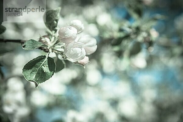 Apfelbaumblüten auf unscharfem Hintergrund