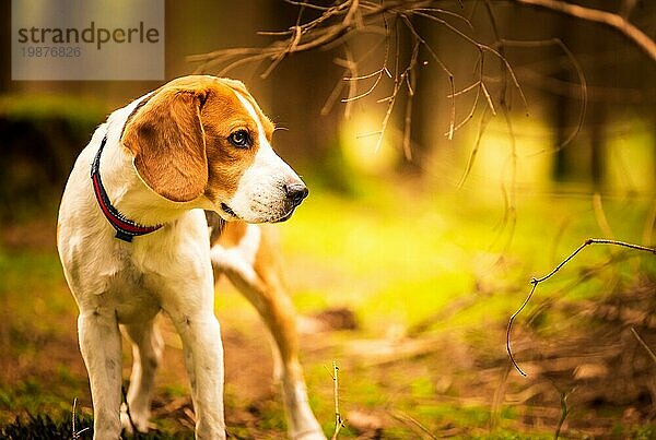 Der Beagle Hund steht im Herbstwald. Porträt mit flachem Hintergrund. Hund im Freien