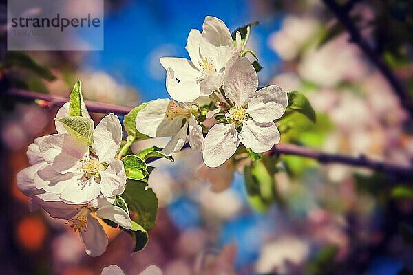 Blüte des Apfelbaums Nahaufnahme Ansicht instagram Stil