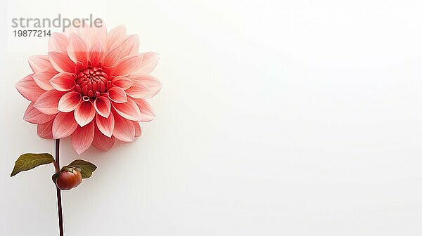 Eine einzelne rosa Dahlie vor weißem Hintergrund  die Schlichtheit und Eleganz ausstrahlt  erzeugt AI  KI generiert