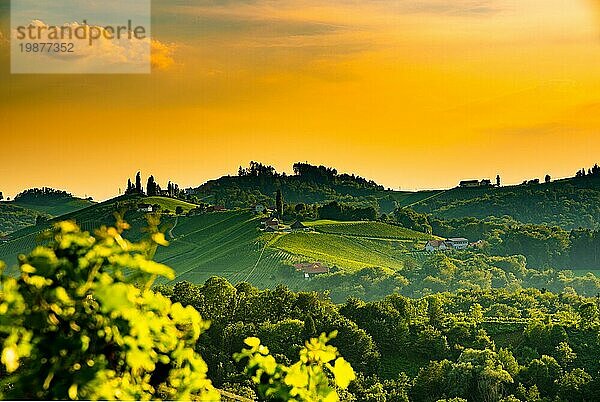 Südsteirische Weinbergslandschaft in Eckberg bei Gamlitz  Österreich. Blick auf Weinfelder in der Abendsonne im Sommer. Touristisches Ziel