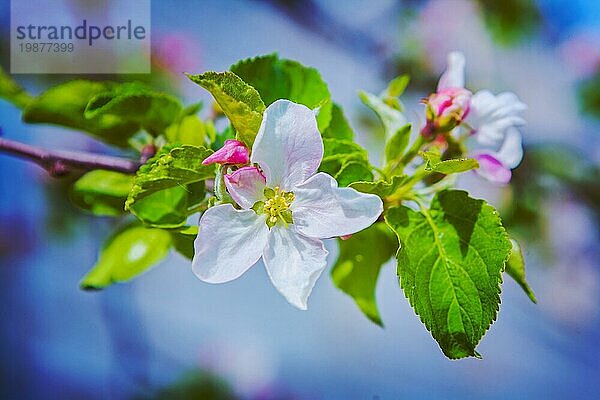 Blume des blühenden Apfelbaums auf Zweig mit unscharfem Hintergrund instagram stile