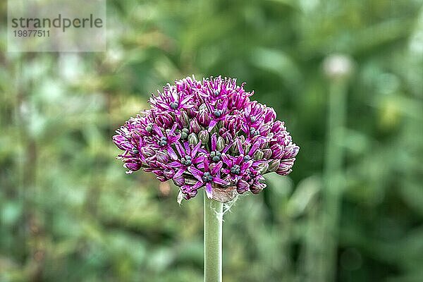 Nahaufnahme einer halb geöffneten Knospe einer lila Zwiebelblume (Allium) isoliert vor einem grünen Bokehhintergrund