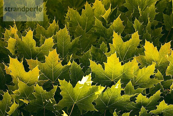 Grüner Hintergrund von Ahornblättern auf einem Baum. Schönes natürliches Licht und leuchtend grüne Farben