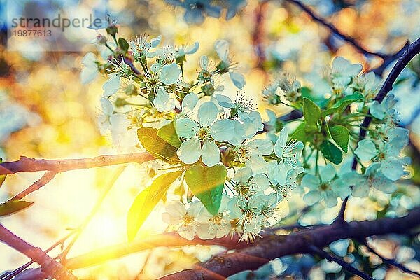 Floral Ansicht Blüte des Kirschbaums auf dem Hintergrund der Sonnenaufgang Instagram Stile