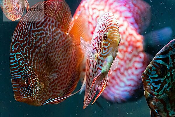 Bunte Fische aus der Gruppe der Diskusfische (Symphysodon) im Aquarium. Nahaufnahme  selektiver Fokus