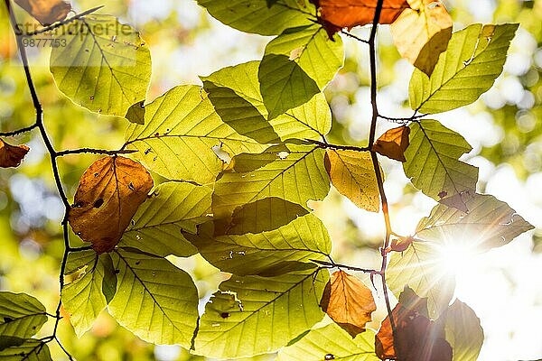 Bunte Blätter in einem Park  Herbst  Kopierraum