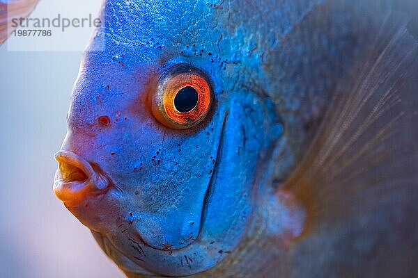 Bunte Fische aus der Gruppe der Diskusfische (Symphysodon) im Aquarium. Nahaufnahme  selektiver Fokus