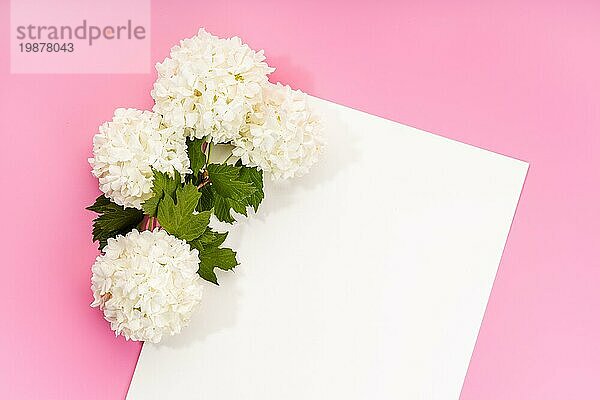 Blank weißes Papier oder Karte und schöne Kugel Blumen auf rosa Hintergrund. Frühling mock up Hintergrund. Ansicht von oben