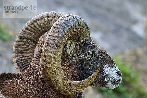 Europäischer Mufflon (Ovis orientalis musimon)  Portrait eines Mufflon-Widders mit eindrucksvollen gewundenen Hörnern in natürlicher Umgebung  Deutschland  Europa