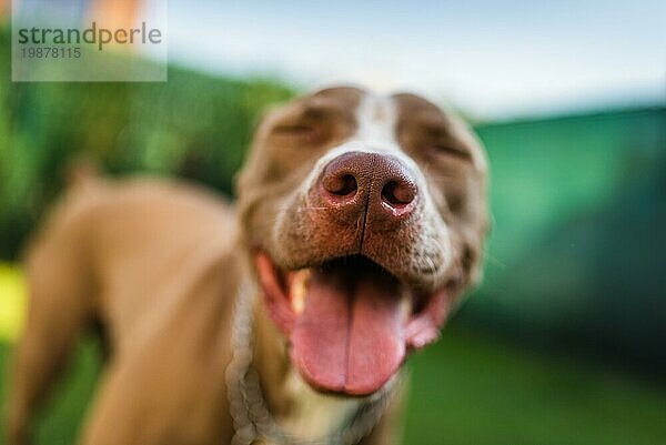 Nahaufnahme von Amstaff Hund braune Nase im Freien Hintergrund. Selektiver Fokus auf Details der Nase