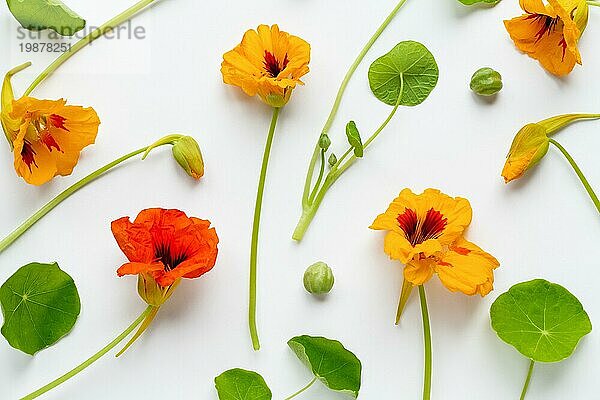 Kapuzinerkresse Blumen und Blätter Muster auf weißem Hintergrund  floral flach legen