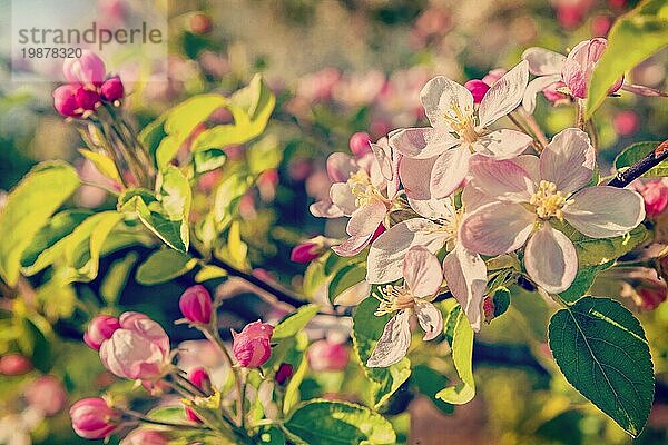 Floral Hintergrund blühenden Apfelbaum instagram Stil