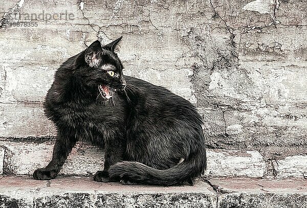 Aggressive wütende schwarze Straßenkatze sitzt in der Nähe eines alten Backsteinhauses und beobachtet es aus der Nähe
