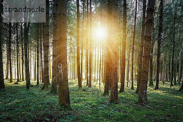 Magischer Sonnenuntergang und Sonnenstrahlen im Wald. Grünes Gras  Baumstämme und Licht