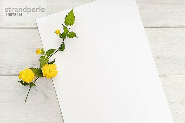 Blank weißes Papier  gelbe Blume Zweig auf Holztisch. Frühlingshafter Hintergrund. Mock up Kopierraum Draufsicht