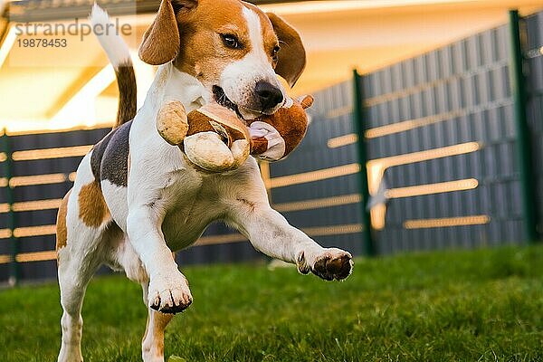 Glücklicher Beagle Hund  der mit seinem Besitzer an einem sonnigen Abend im Garten Fangen spielt. Läuft und springt in Richtung Kamera